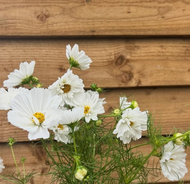 Beautiful Cosmos flowers Grown by Bedfordshire flower school