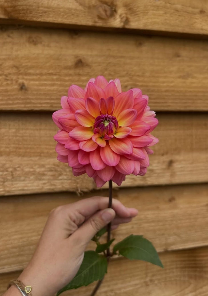 Bedfordshire grown Dahlias available for collection