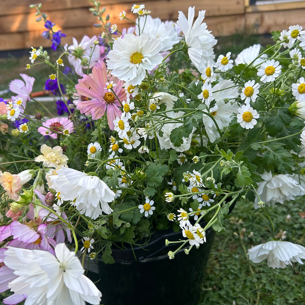 Bedfordshire grown flowers that are part of Bedfordshire flower school classes