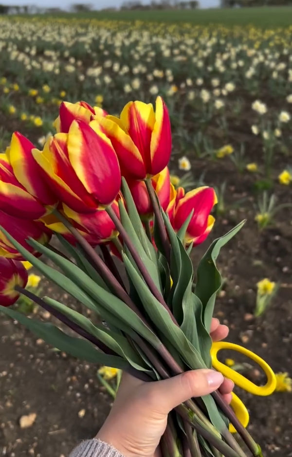 Franklin’s Farm – Seasonal Pick Your Own Flowers