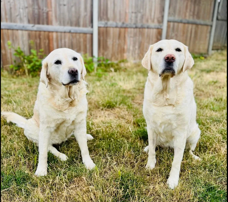 Why February is the Most Important Month for Surrey Dog Owners: The Garden Health Report