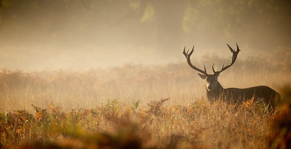 Buck Background.jpeg