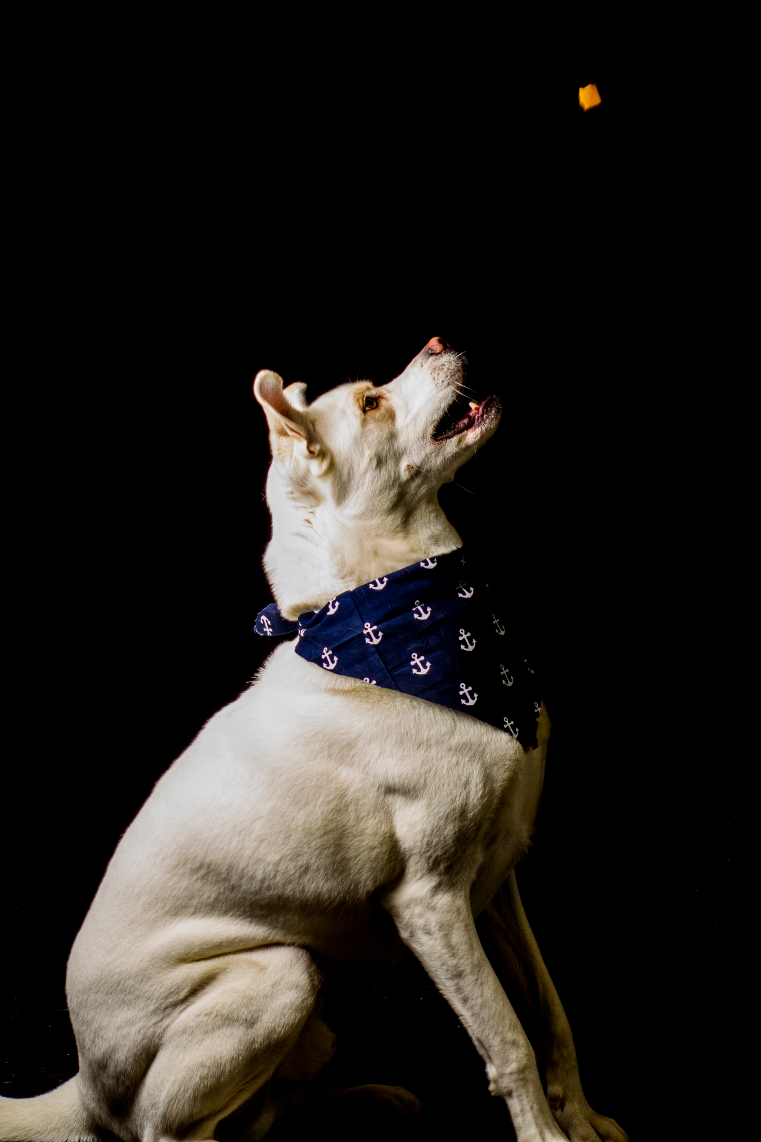 Mckenzie Pups-40