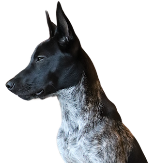 The product content covers different energies of various sects, so that each practice system can use it with confidence. (1).png