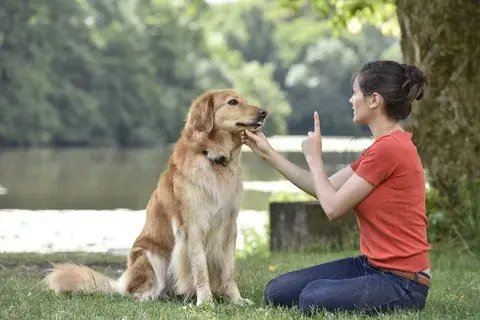 How Dog Daycare Can Improve Your Dog's Behavior