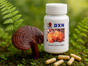Reishi Gano (Ganoderma lucidum) : le “roi des champignons” et ses bienfaits prouvés