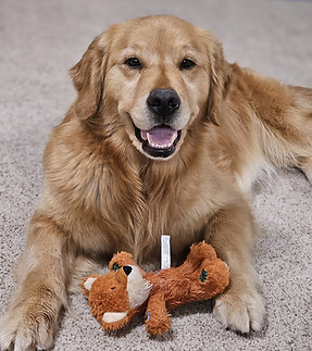 Gidget Female Golden Retriever 