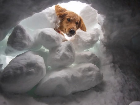 Tikka The Avalanche Rescue Dog