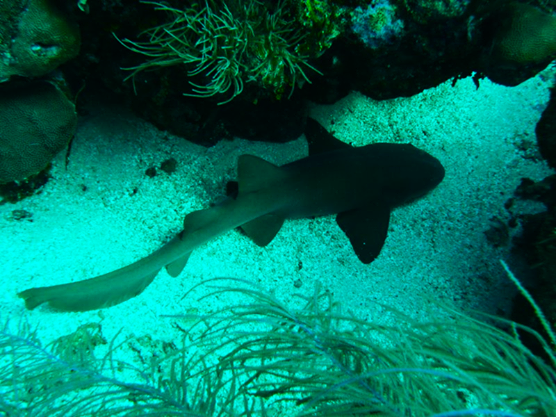 Nurse Shark at rest