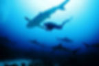 Dive with the Sharks