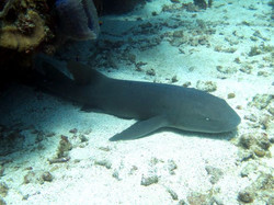Nurse Shark