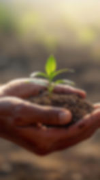 Due mani che tengono un po' di terriccio con una piccola pianta