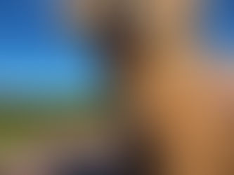 1月1日(木)〜1月4日(日)まで休診します