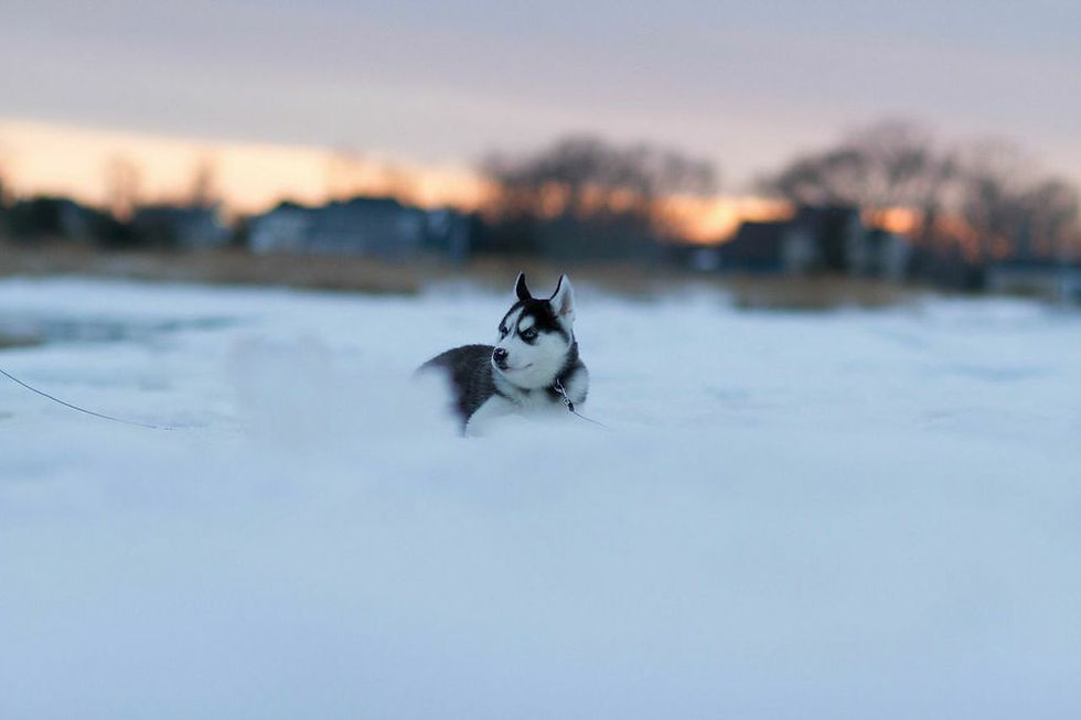 Astoria Dog Photography