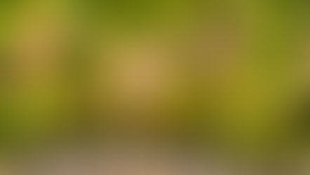 Chardonnay Taste Profile