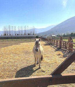 Norwegian horse at Odfjell Winery.
