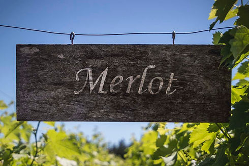 Merlot | Common Grape