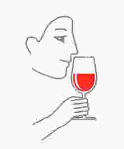 Illustration of second step of tasting wine which is to smell the aromas of wine in a wine glass.