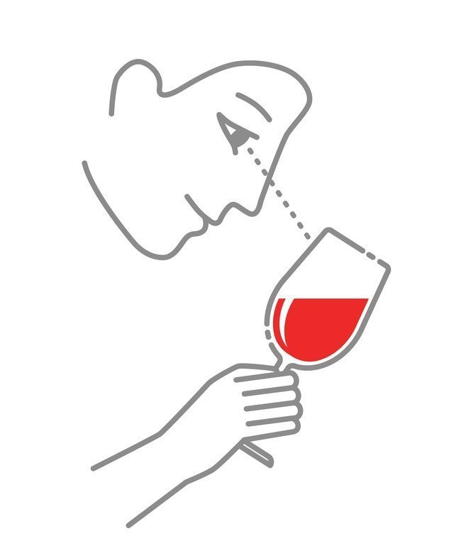 Illustration of first step of tasting wine. The Wine glass is tilted to a 45-degree angle to evaluate the color of the wine.