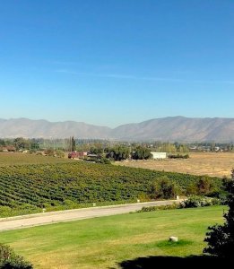View of Odfjell Vineyard.