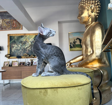 Oriental Cat Bandita