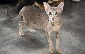 Oriental cat