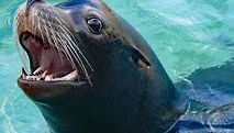 The California Sea Lion