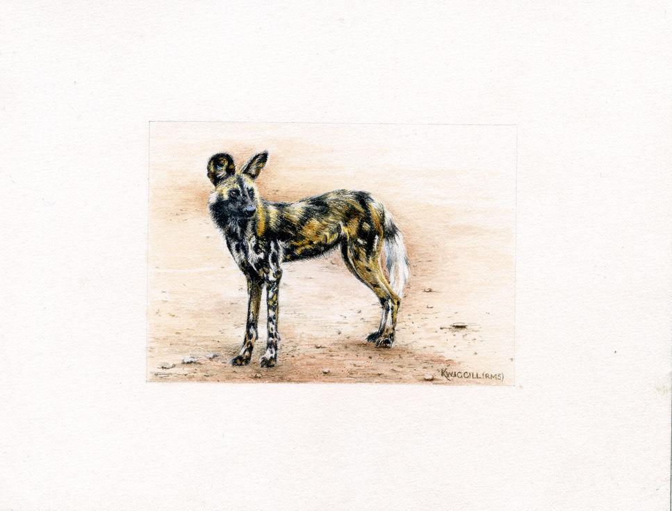 A watercolour miniature of a wild dog standing proud captures the animal’s striking presence. Despite the small scale, the pa