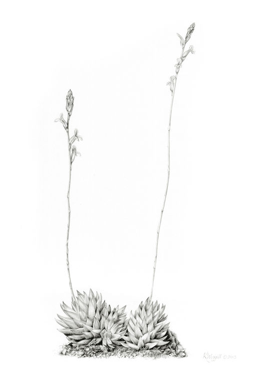 Wiggill, K; Haworthia pulchella var. globifera