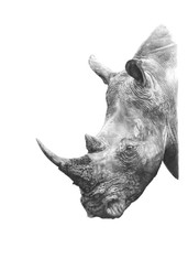 Karyn Wiggill - RHINO MIGHT.jpeg