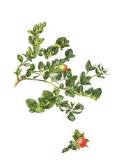 Watercolour botanical painting of a Natal plum