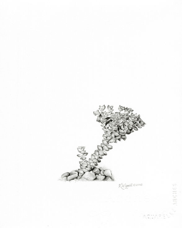 Wiggill, K; Crassula rupestris