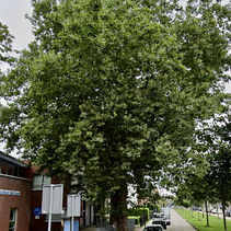 TreeTag #8 gaat naar de St. Jozef-plataan