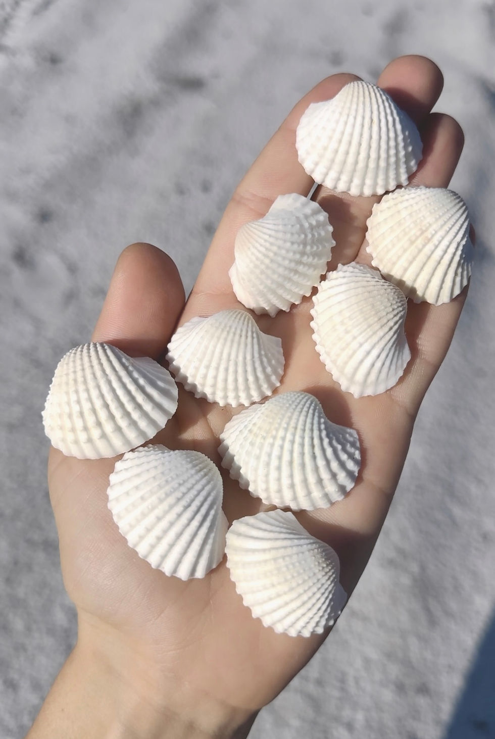 Thumbnail: Shell Necklace - Black