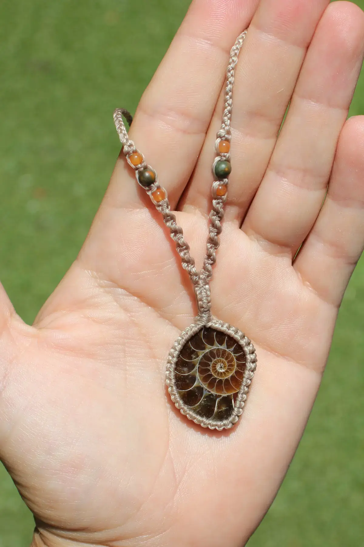 Ammonite Fossil - Beige
