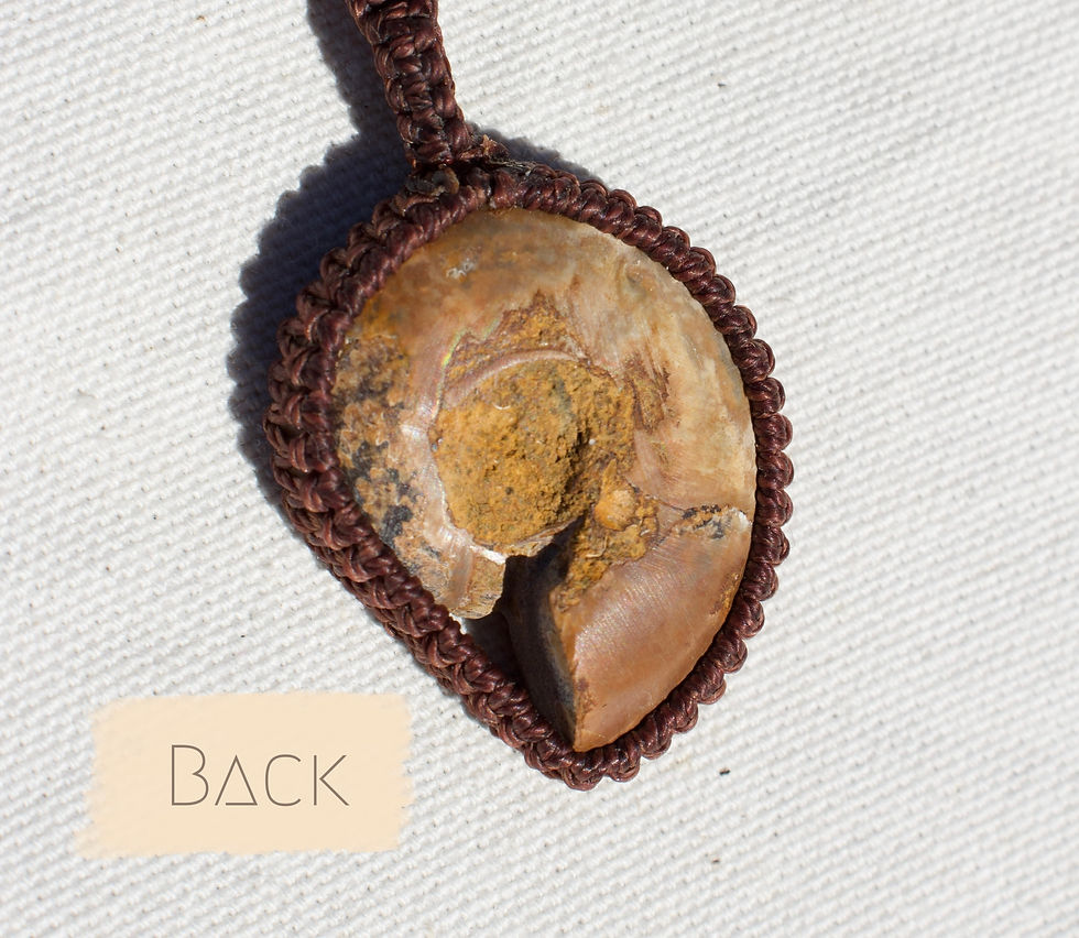 Thumbnail: Ammonite & Jasper - Brown