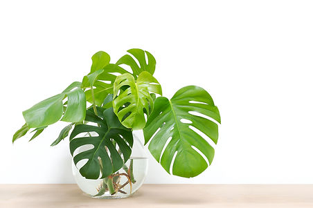iStock-1038309754.jpg