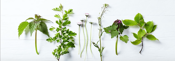 ハーブ.png