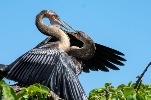 Courtship Dance: A Ritual of Connection