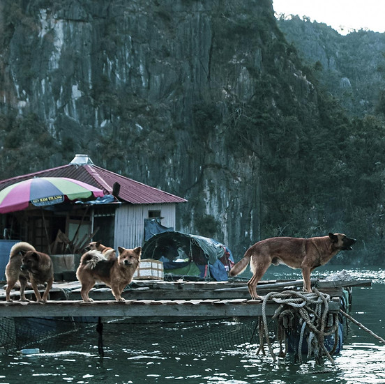 vietnam_0-261_petit.jpg