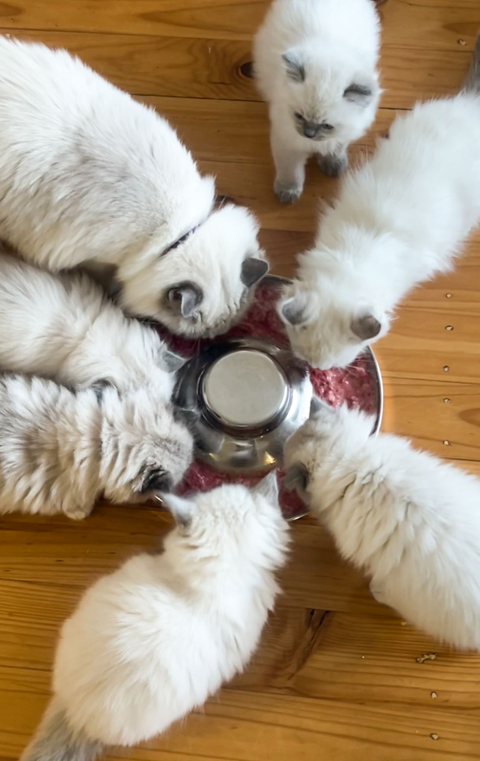 Lani with her kittens