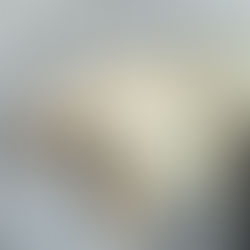 ragdoll cat Ari showing her belly ready for cuddles