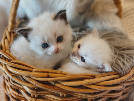 Bringing Home a Ragdoll Kitten: What to Expect
