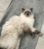 Lani, always following us around. Even into the shower.