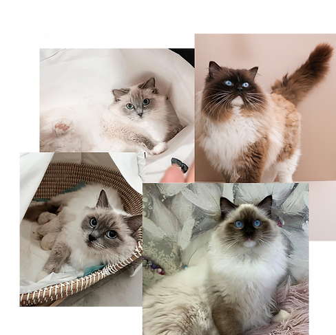 pictures of queen and sire, blue mitted and seal mitted ragdoll