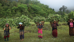 Why I Chose dōTERRA as my Source for Essential Oils