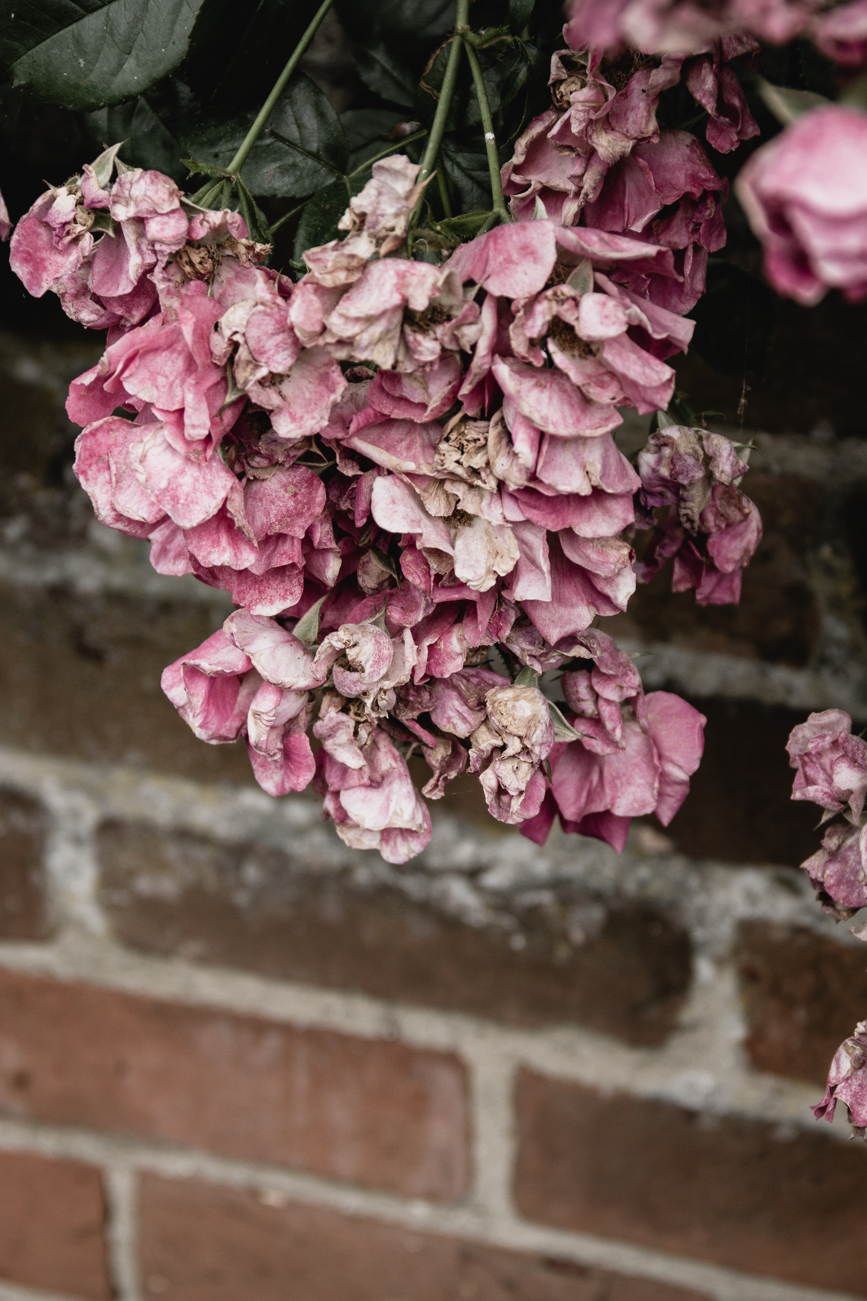 Fading roses
