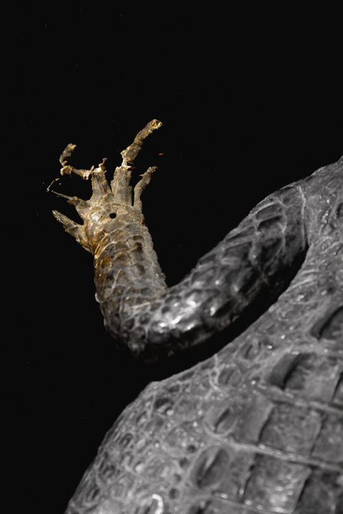 African Crocodile I
