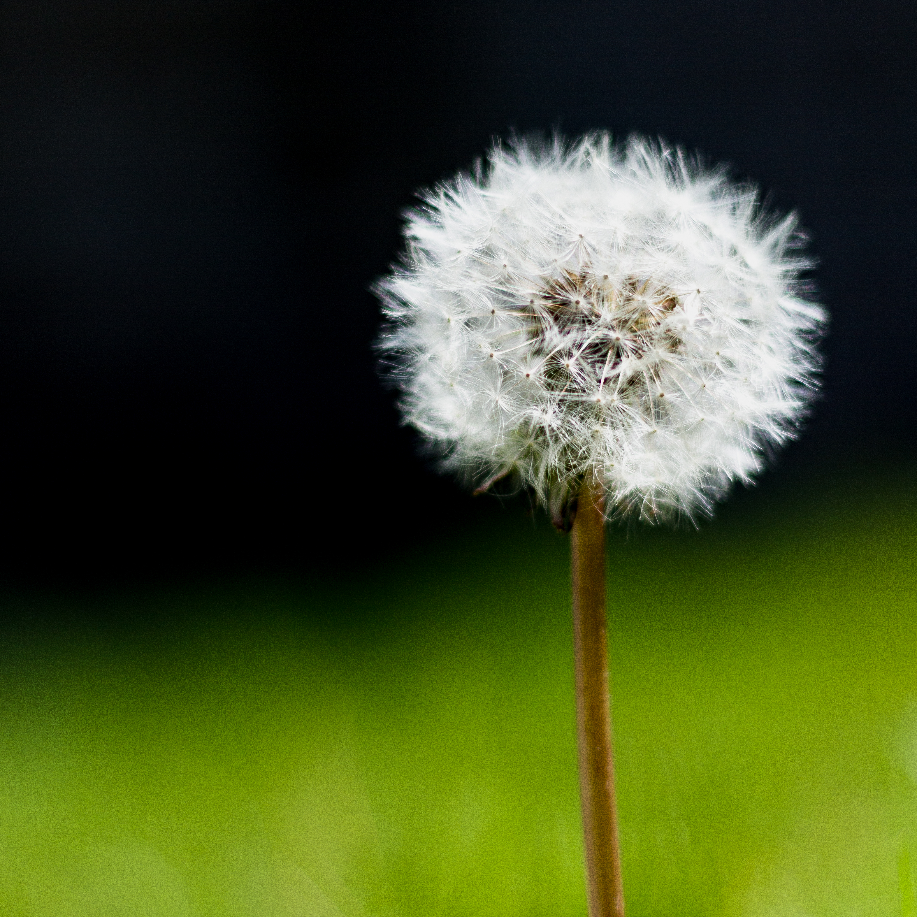 Dandelion