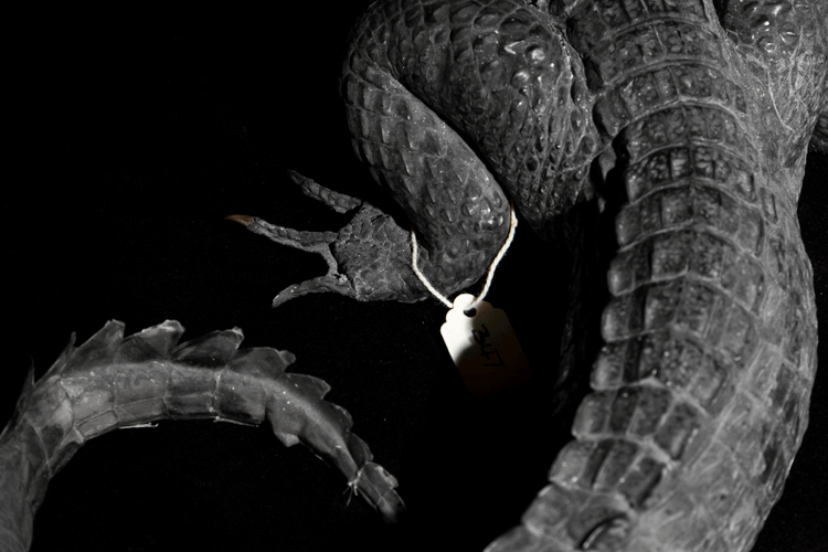 African Crocodile III